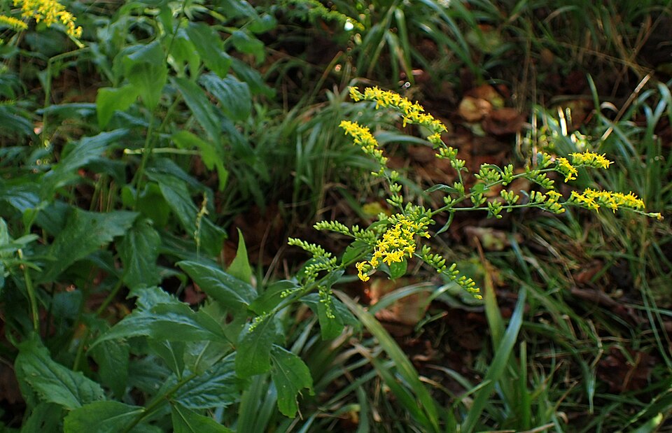 Solidago ulmifolia (elm-leaved goldenrod) (alternate view 7)