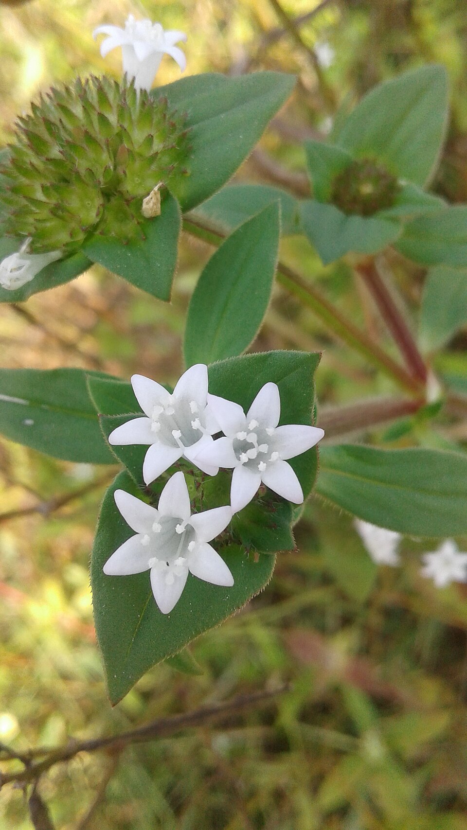 Richardia (Mexican clovers)