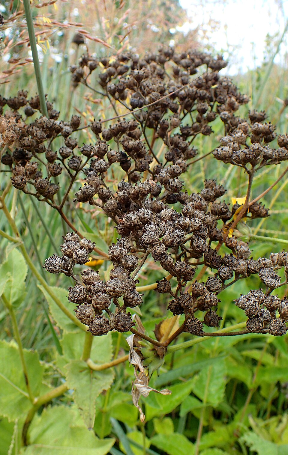 Parthenium integrifolium (wild quinine) (alternate view 3)
