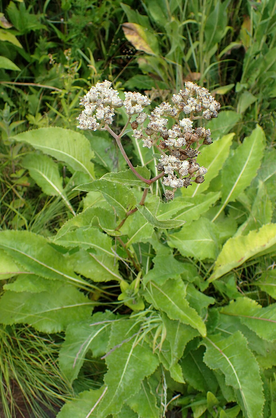 Parthenium integrifolium (wild quinine) (alternate view 4)