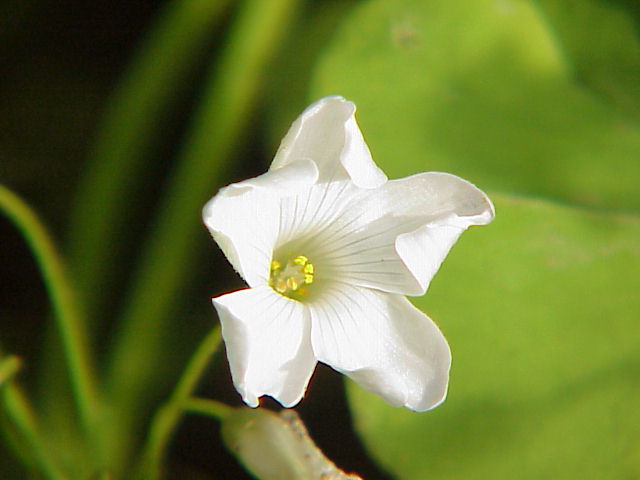 Oxalis dillenii (slender yellow woodsorrel)
