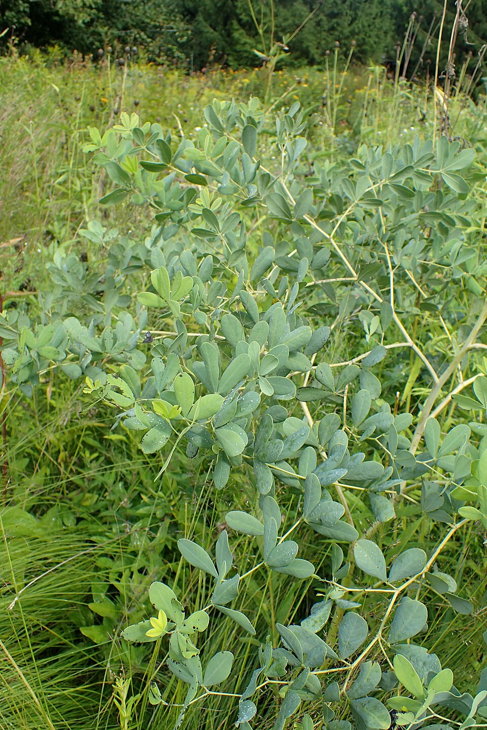 Baptisia alba var. macrophylla (Large-leaved White Wild Indigo) (alternate view 3)