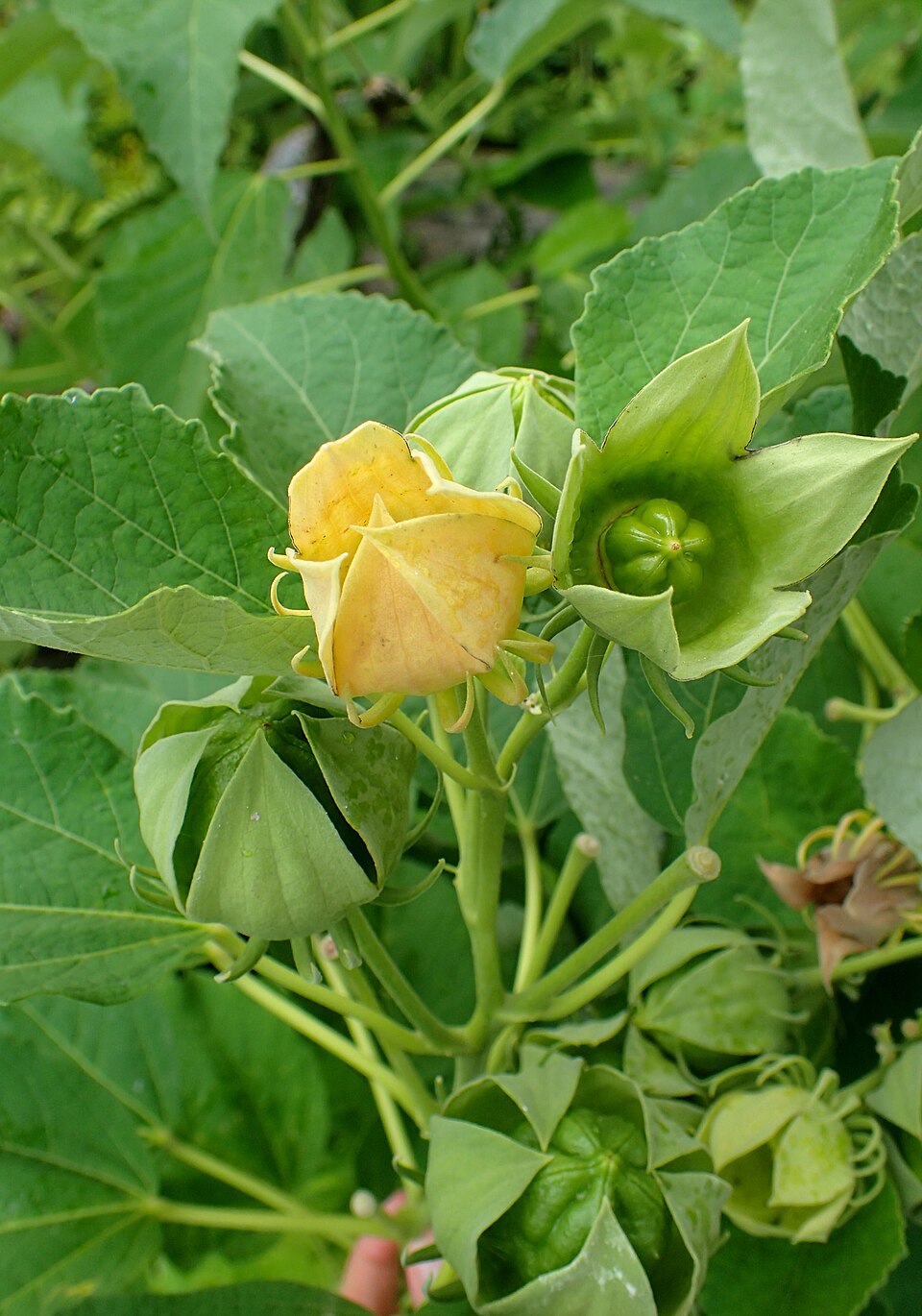 Hibiscus moscheutos (Hardy Hibiscus) (alternate view 9)