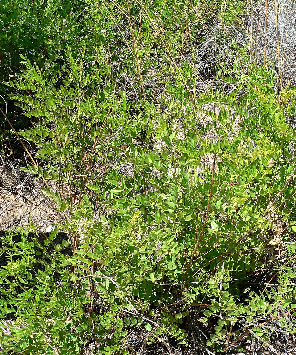 Glycyrrhiza lepidota (Wild Licorice) (alternate view 7)