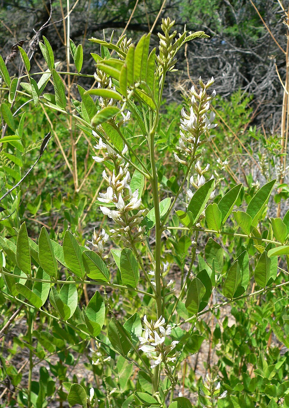 Glycyrrhiza lepidota (Wild Licorice) (alternate view 8)