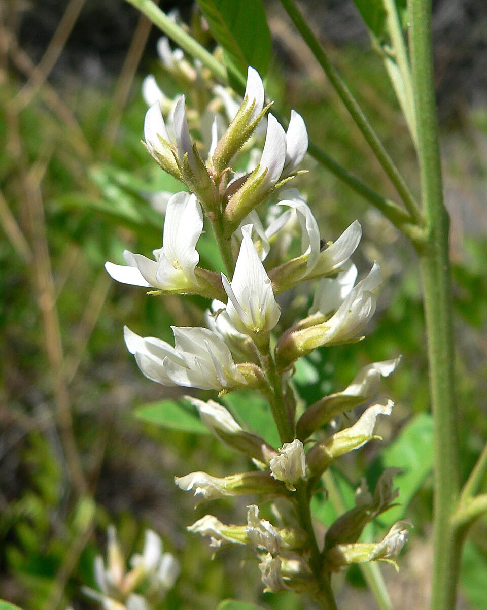 Glycyrrhiza lepidota (Wild Licorice) (alternate view 9)
