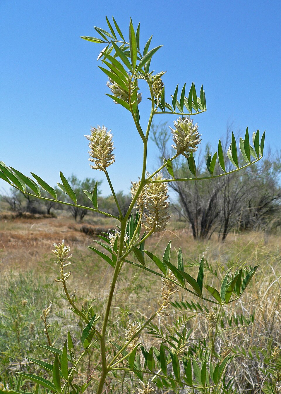 Glycyrrhiza lepidota (Wild Licorice) (alternate view 10)