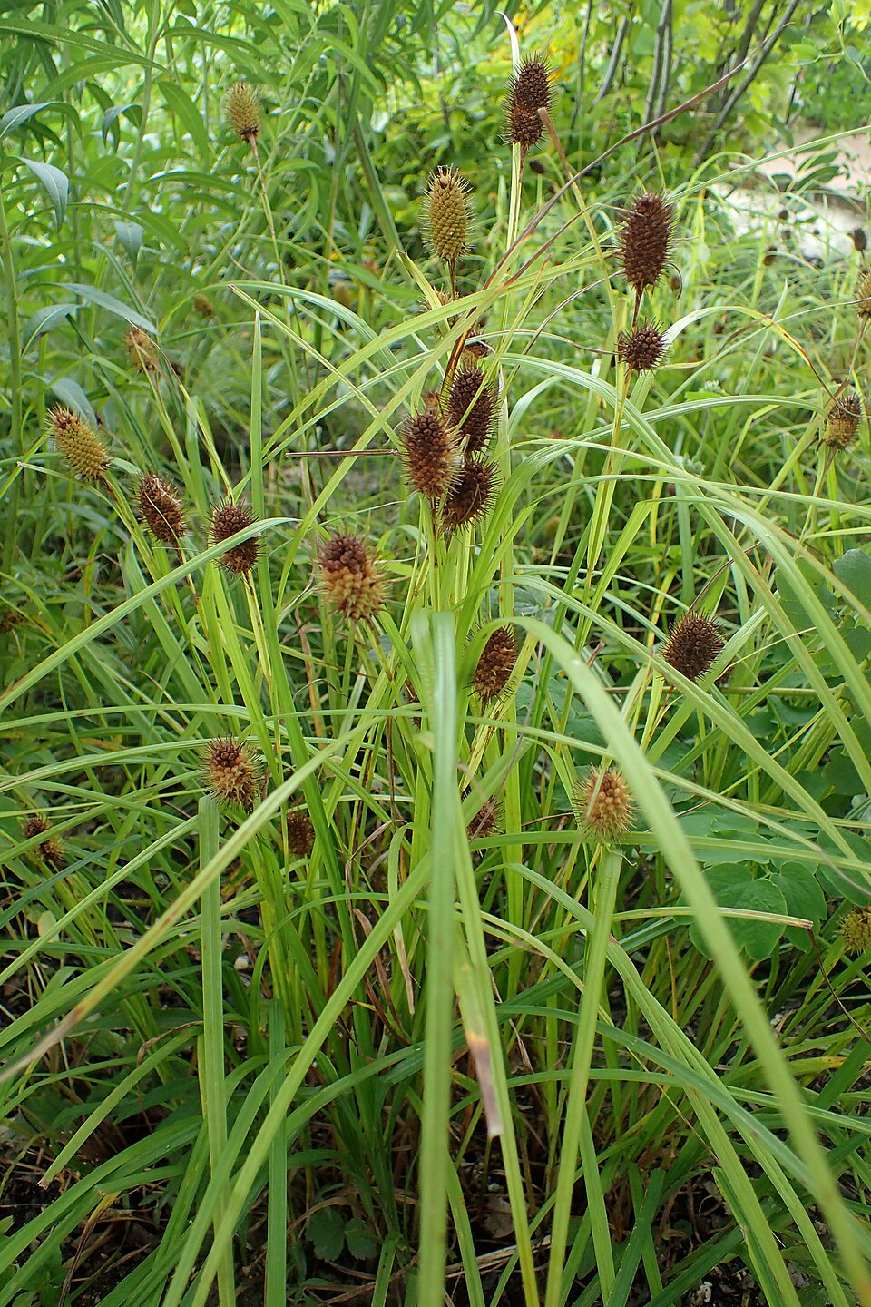 Carex squarrosa (Squarrose Sedge) (alternate view 6)