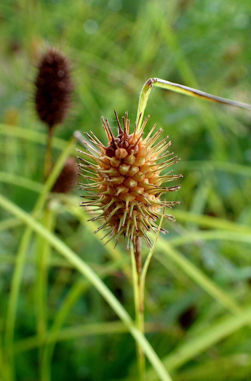 Carex squarrosa (Squarrose Sedge) (alternate view 7)