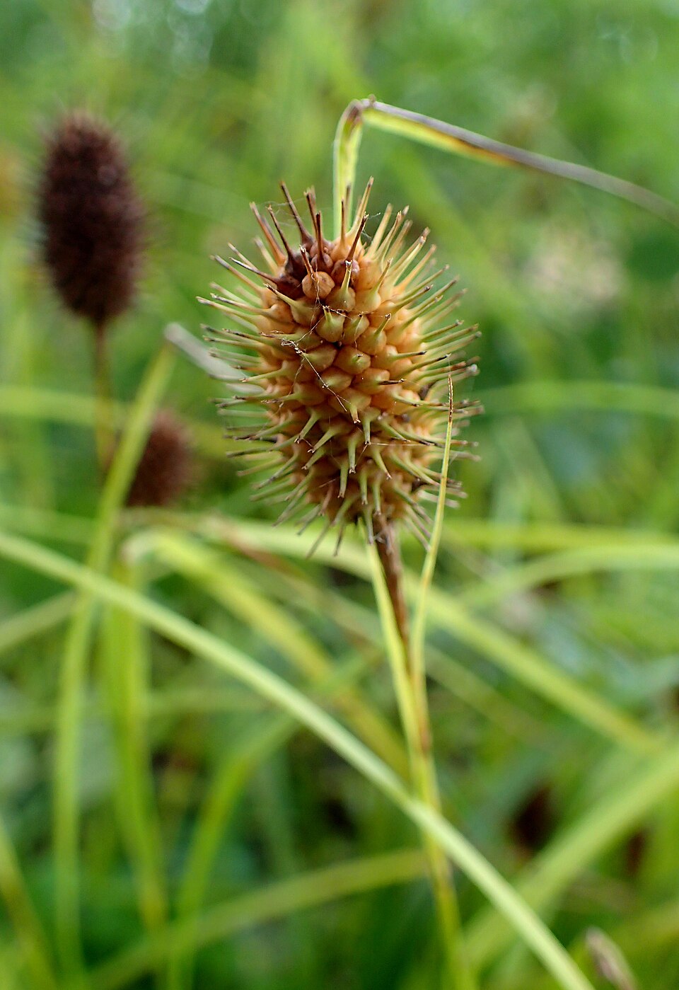 Carex squarrosa (Squarrose Sedge) (alternate view 8)
