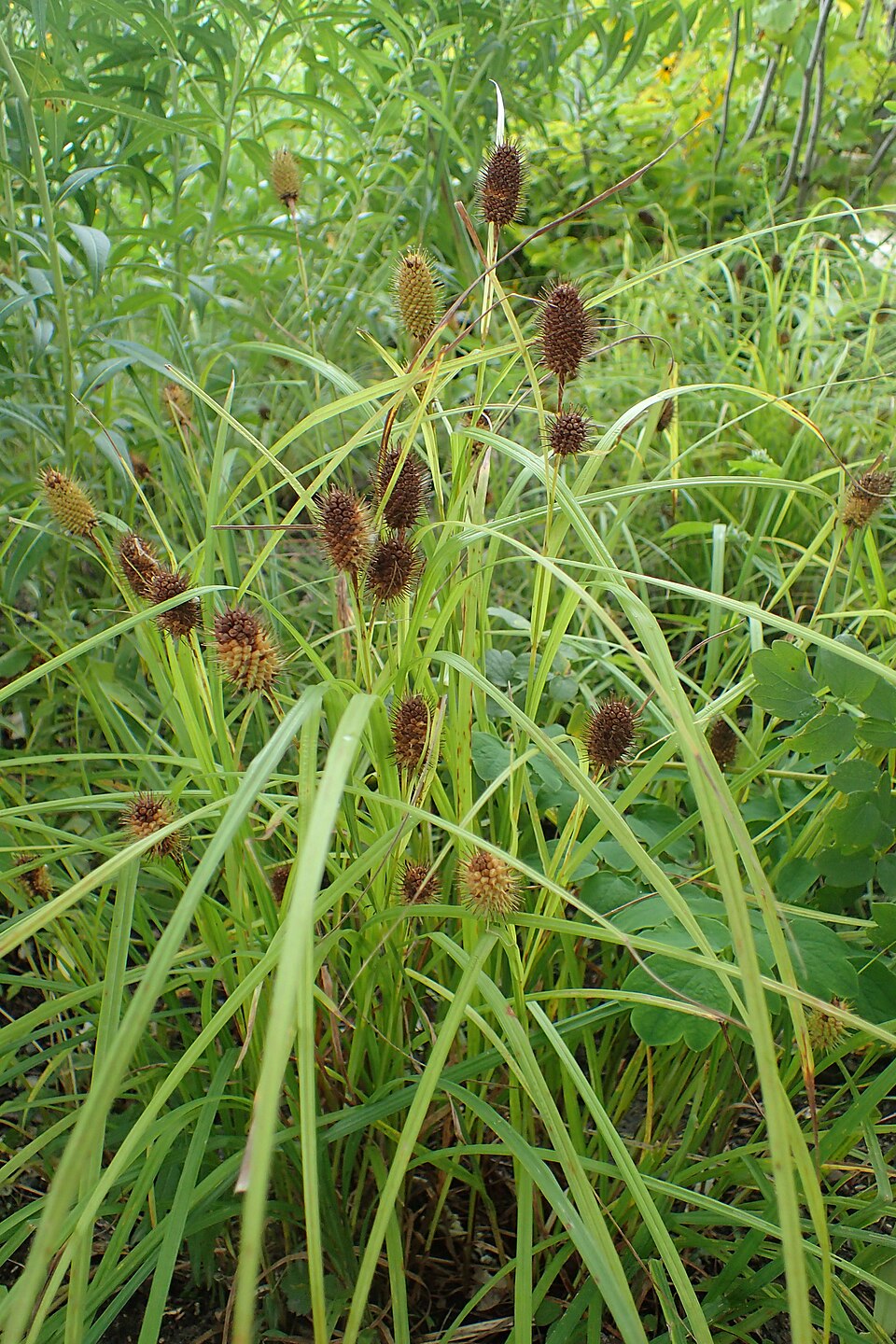 Carex squarrosa (Squarrose Sedge) (alternate view 9)
