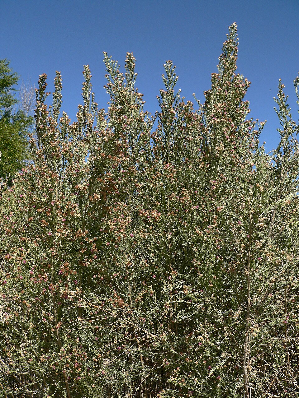 Pluchea sericea (arrowweed) (alternate view 10)