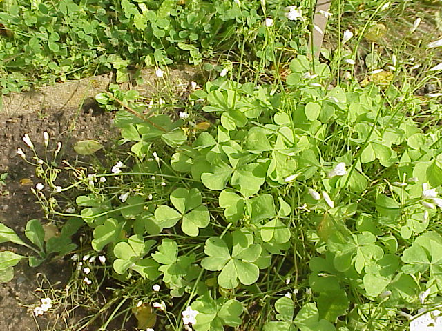 Oxalis dillenii (slender yellow woodsorrel)