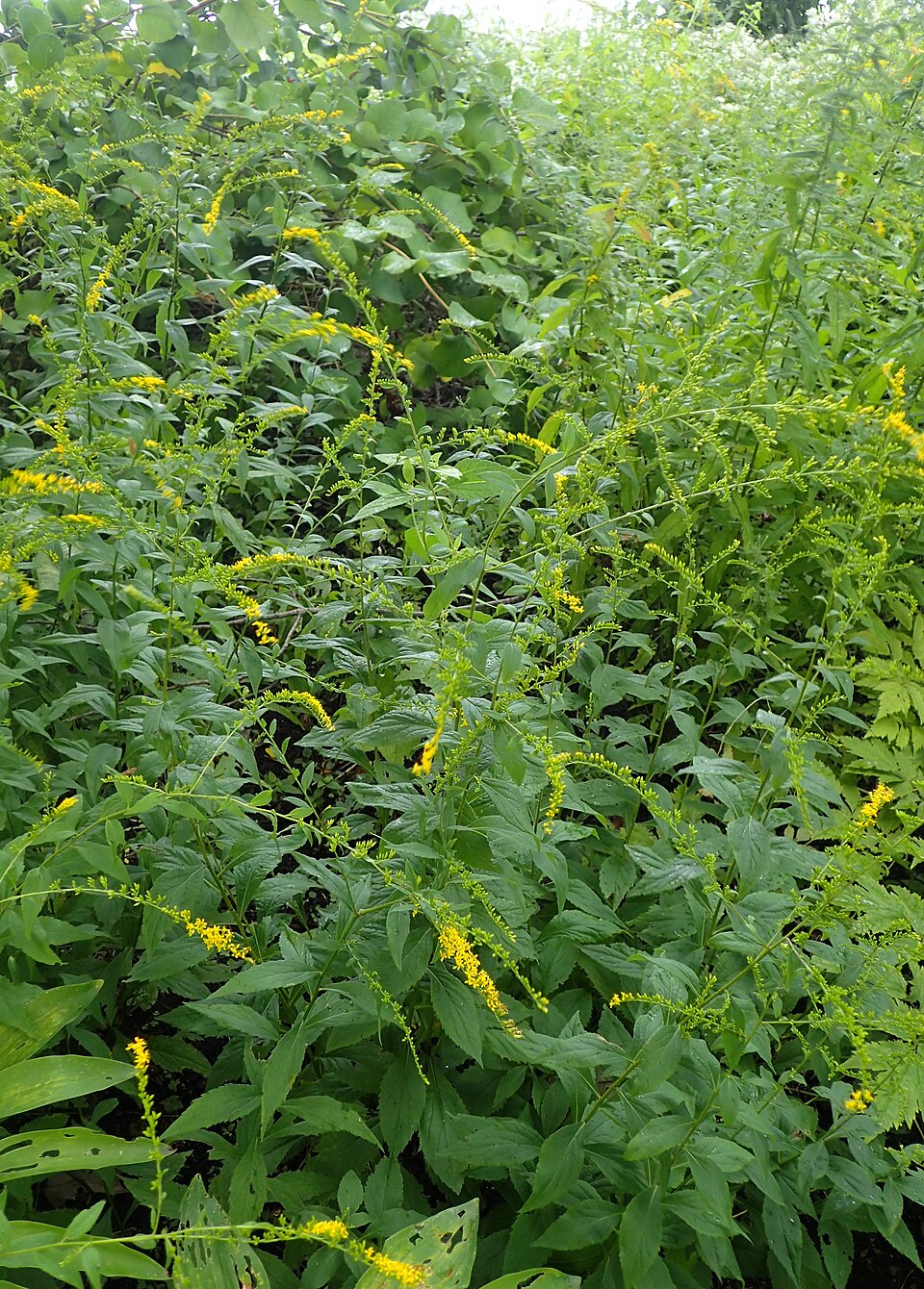 Solidago ulmifolia (elm-leaved goldenrod) (alternate view 8)