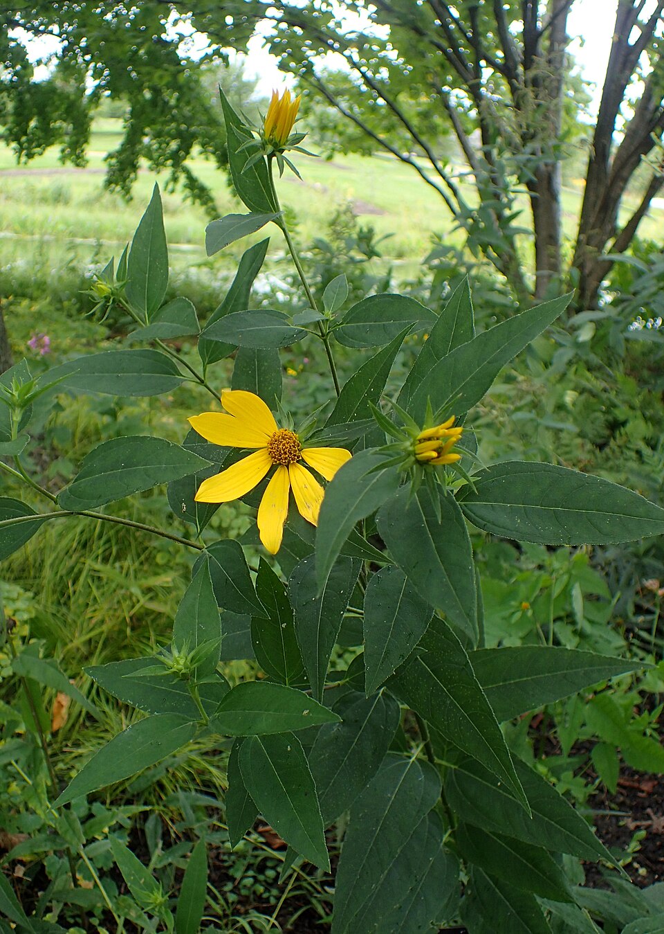 Helianthus strumosus (pale-leaved woodland sunflower) (alternate view 8)