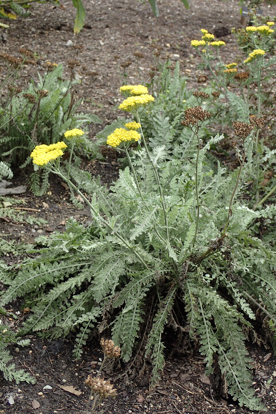 Achillea × 'Moonshine' (Moonshine Yarrow) (alternate view 2)