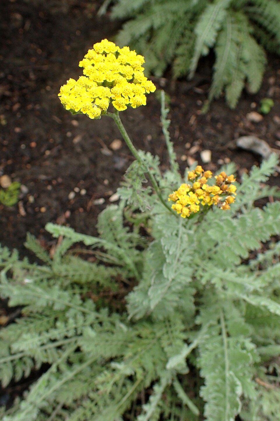 Achillea × 'Moonshine' (Moonshine Yarrow) (alternate view 3)