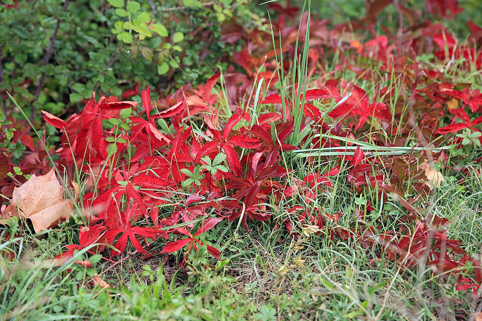 Ampelopsis (porcelainberry)