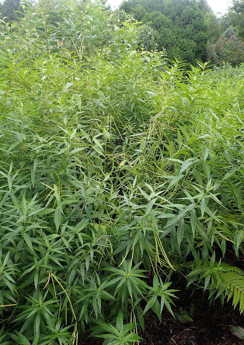 Amsonia illustris (Shining Bluestar) (alternate view 7)