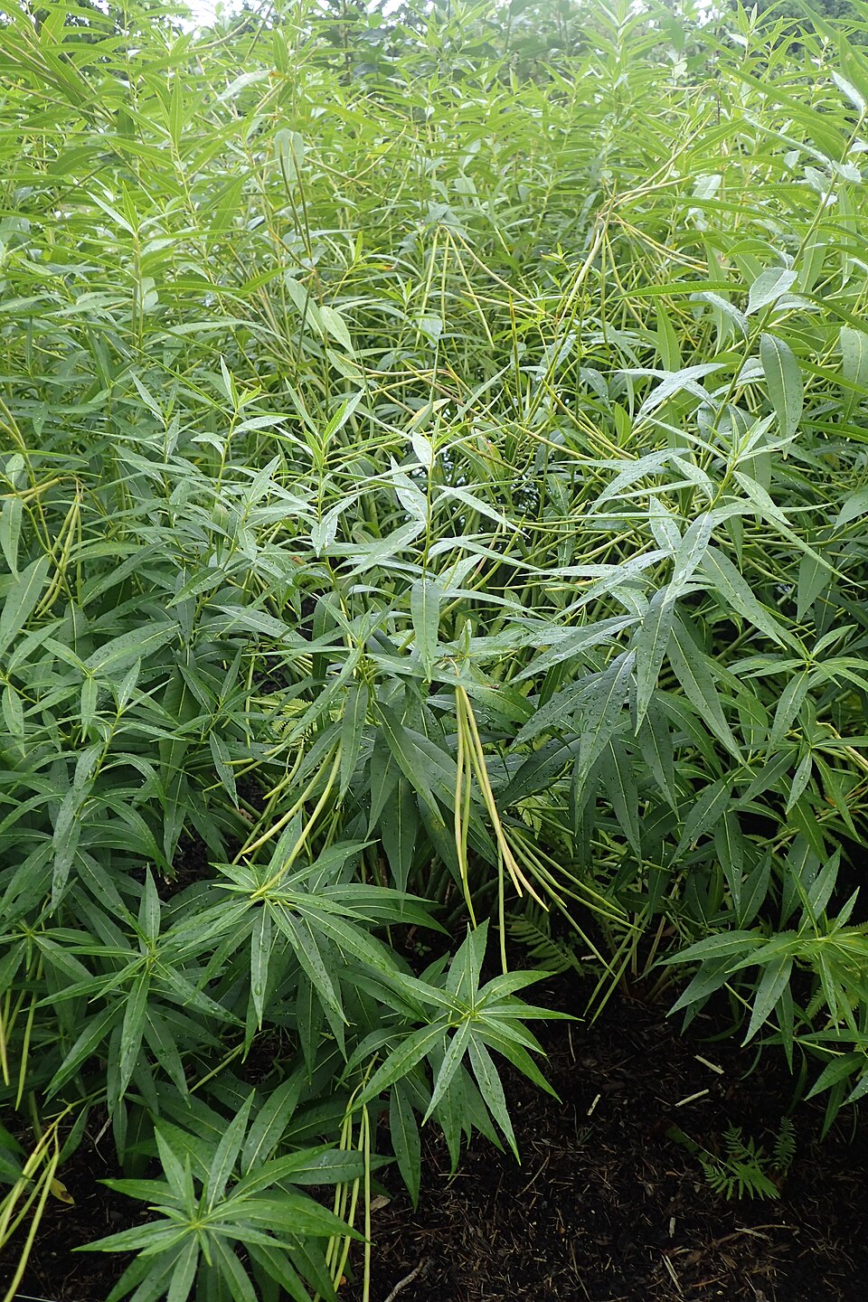 Amsonia illustris (Shining Bluestar) (alternate view 8)