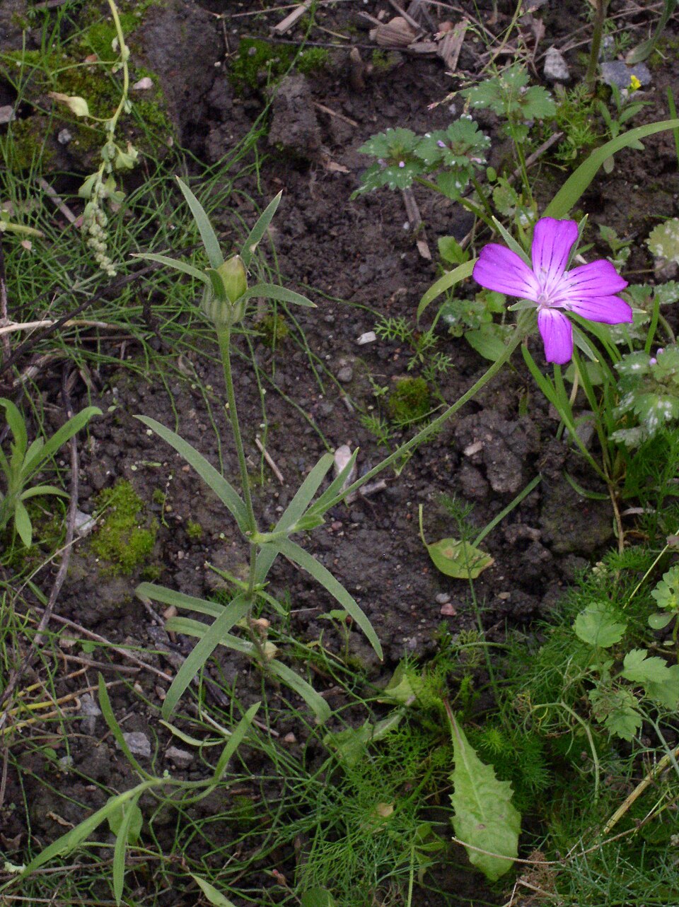 Agrostemma githago (corn cockle)