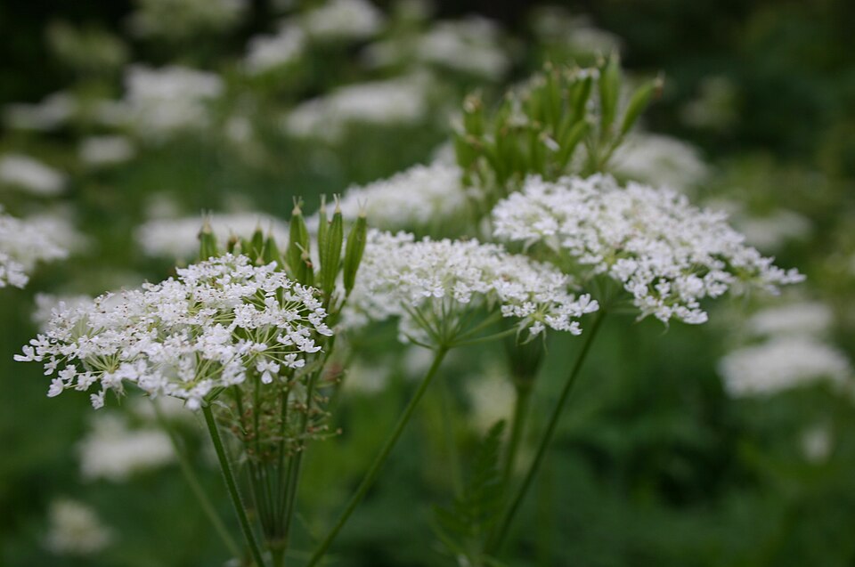 Myrrhis odorata (sweet cicely)