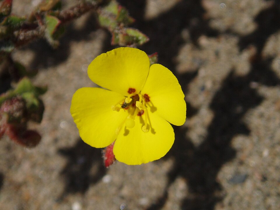 Camissoniopsis cheiranthifolia (beach suncup) (alternate view 8)