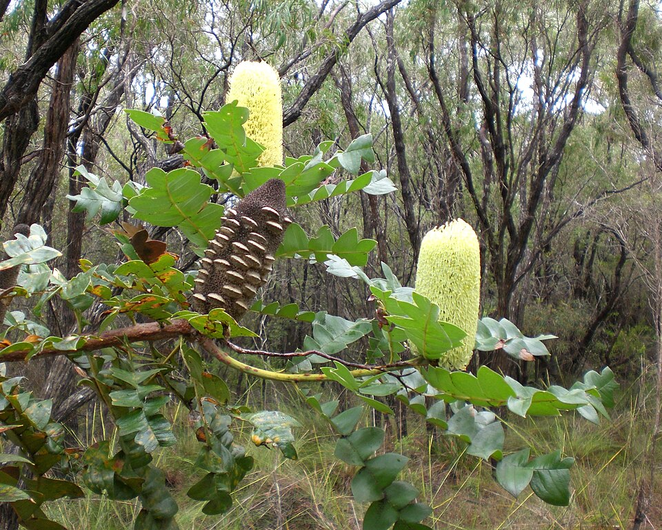 Banksia grandis (Giant Banksia) (alternate view 3)