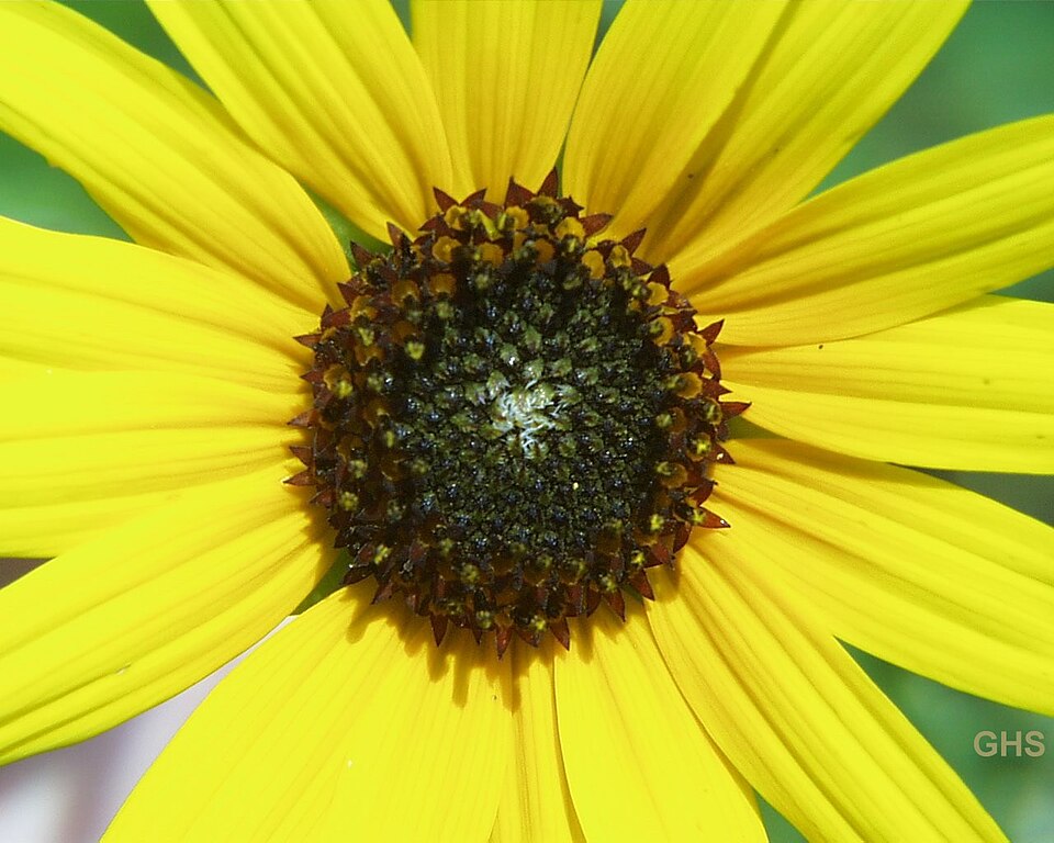 Helianthus petiolaris (prairie sunflower)