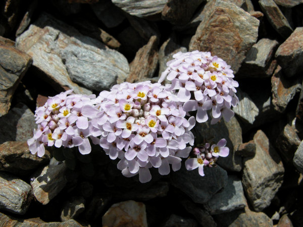 Iberis spathulata (Pyrenean Candytuft) (alternate view 6)