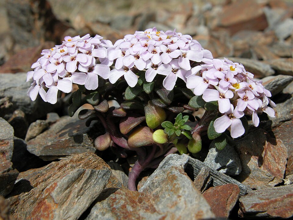 Iberis spathulata (Pyrenean Candytuft) (alternate view 7)