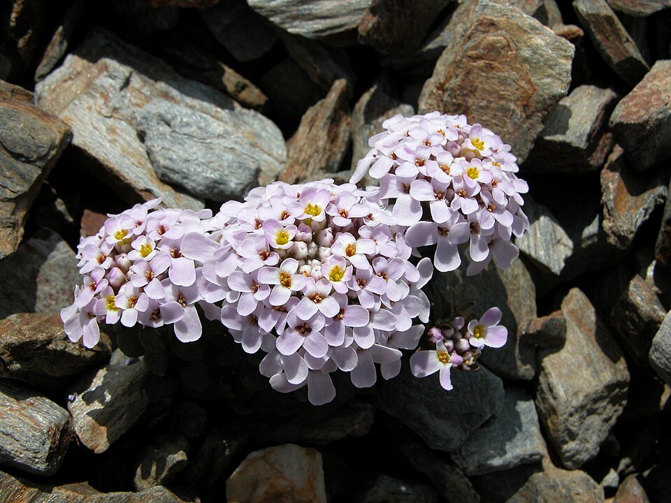 Iberis spathulata (Pyrenean Candytuft) (alternate view 8)