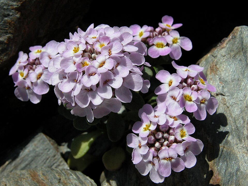 Iberis spathulata (Pyrenean Candytuft) (alternate view 9)