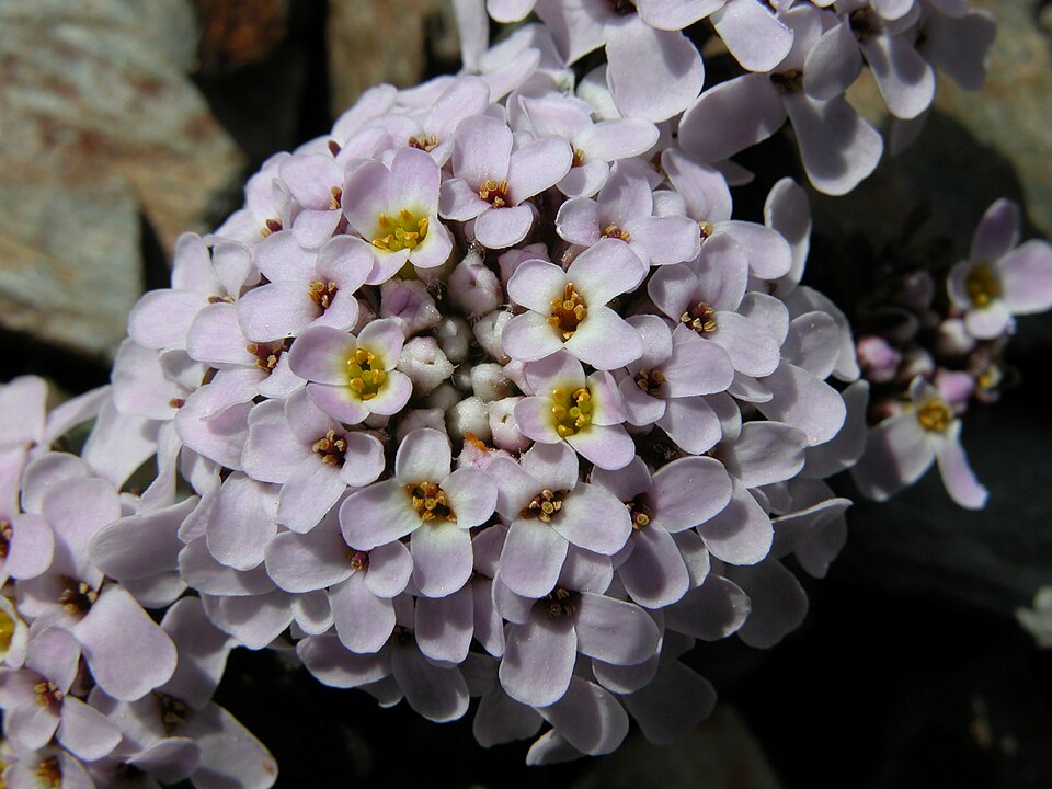 Iberis spathulata (Pyrenean Candytuft) (alternate view 10)