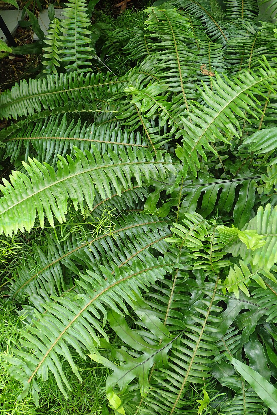 Microsorum diversifolium (Kangaroo Paw Fern)