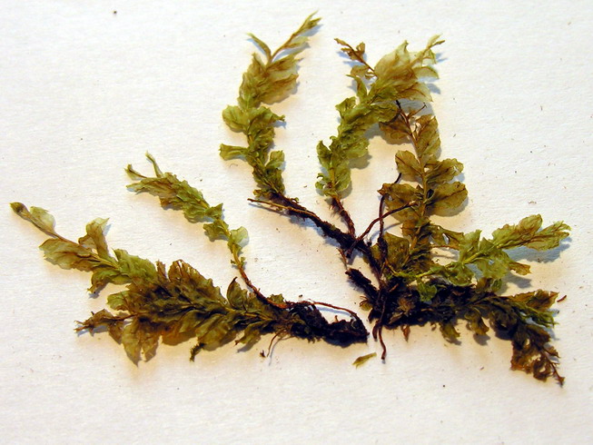 Plagiomnium cuspidatum (Woodsy Thyme-moss) (alternate view 6)