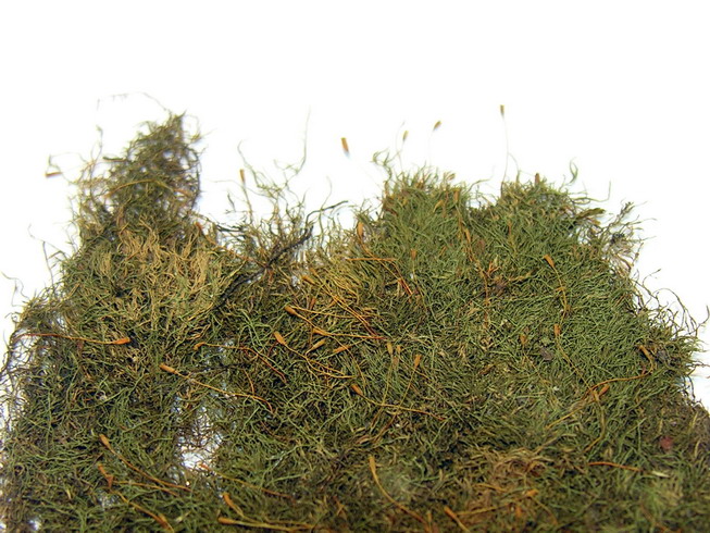 Amblystegium serpens (creeping feather-moss)