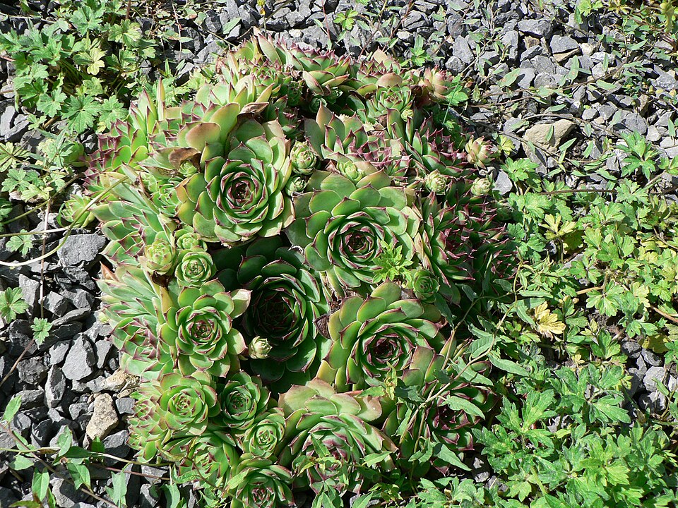 Sempervivum tectorum (Hens and Chicks) (alternate view 11)