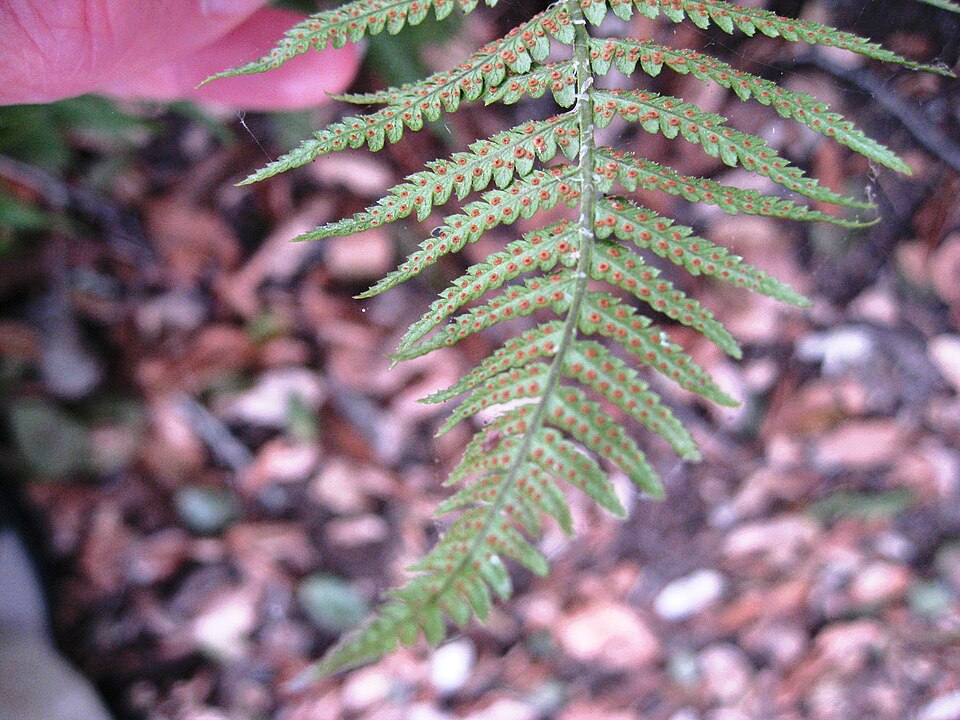 Dryopteris arguta (coastal woodfern) (alternate view 9)