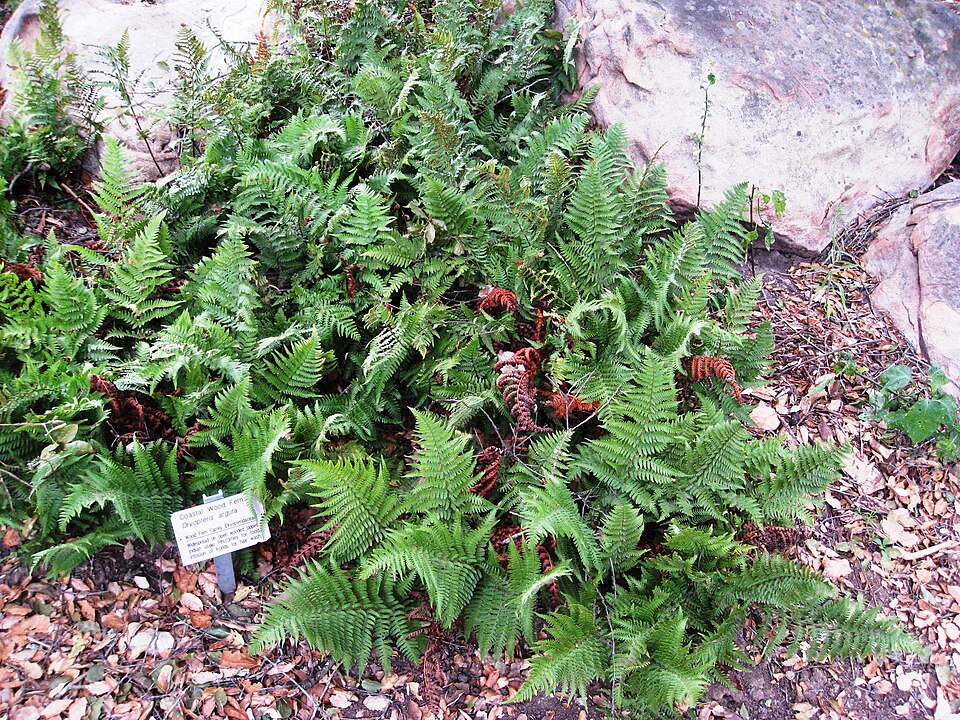 Dryopteris arguta (coastal woodfern) (alternate view 10)