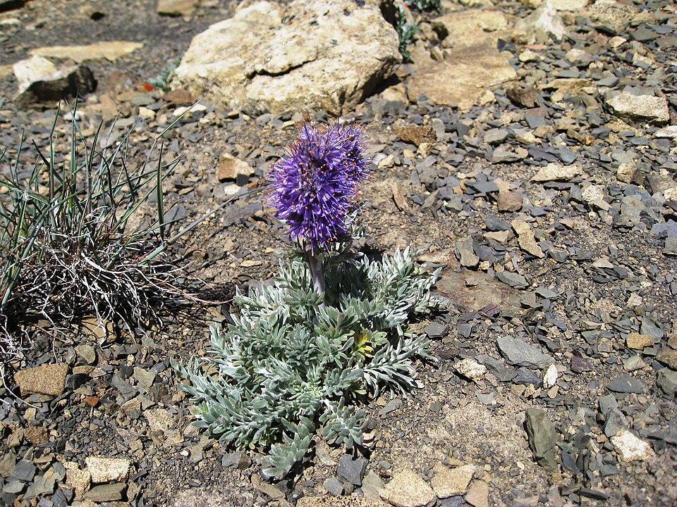 Phacelia sericea (Silky Phacelia) (alternate view 9)