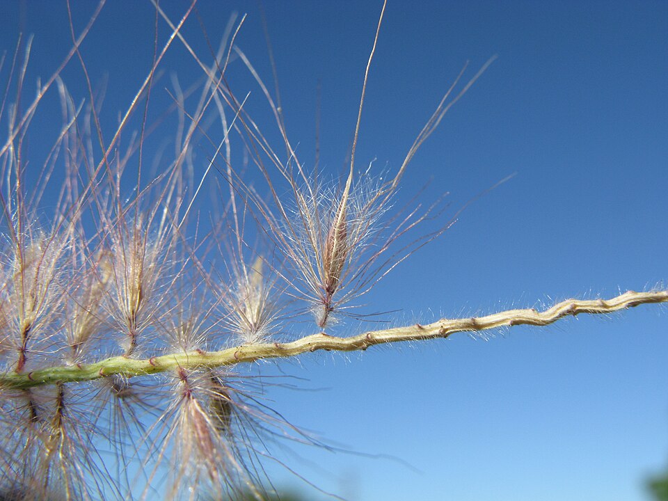 Cenchrus setaceus (Fountain Grass)