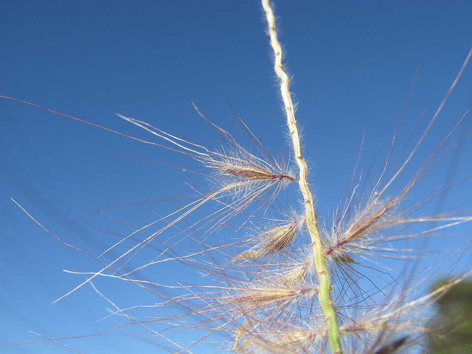 Cenchrus setaceus (Fountain Grass)