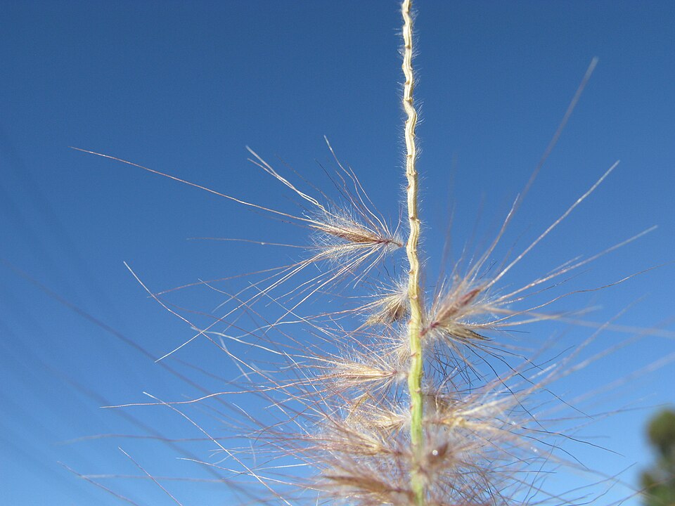 Cenchrus setaceus (Fountain Grass)