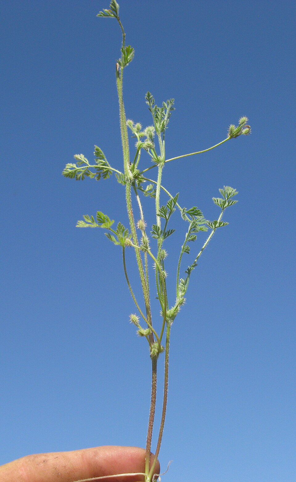 Daucus glochidiatus (Australian Carrot) (alternate view 8)