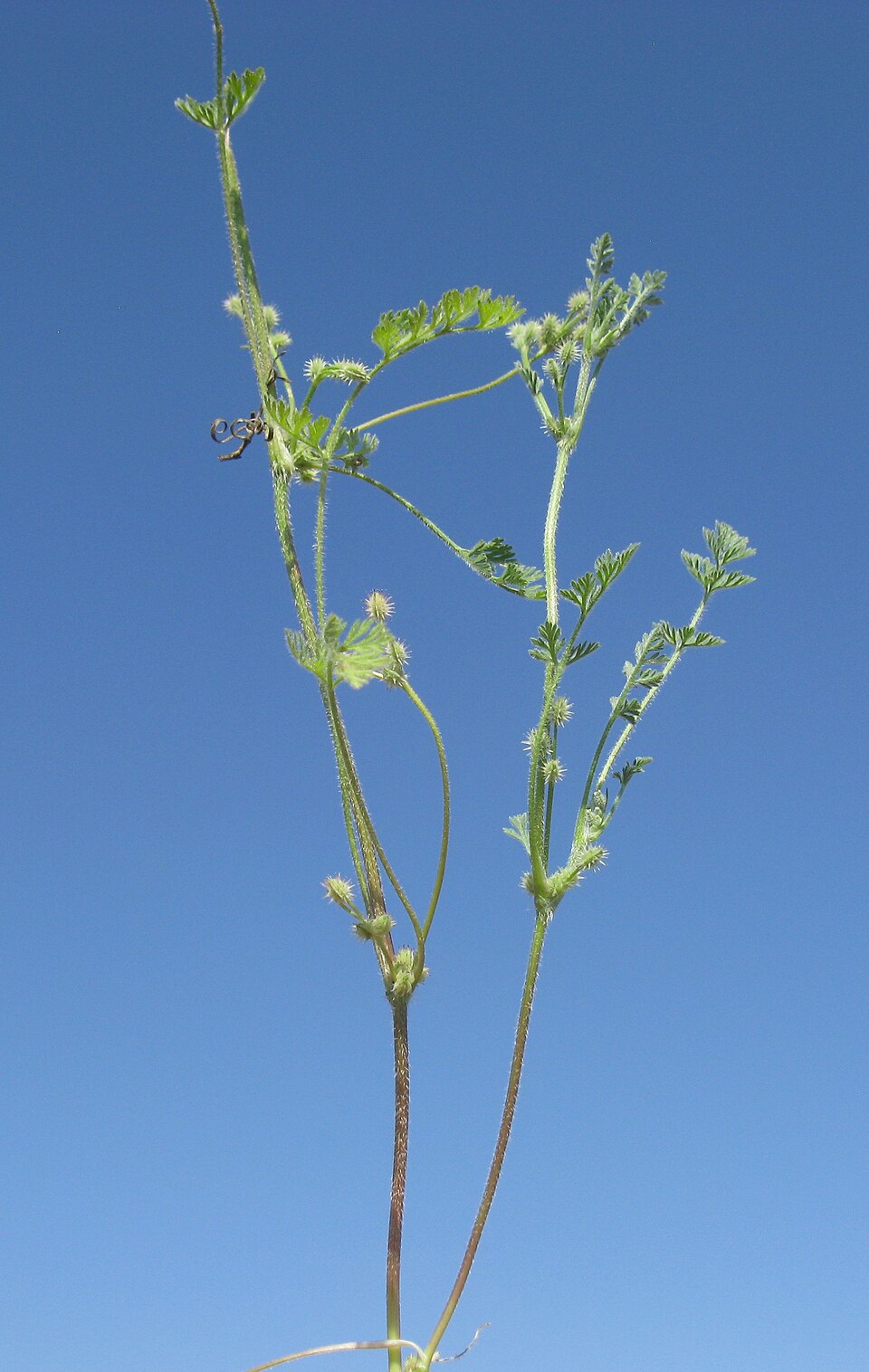 Daucus glochidiatus (Australian Carrot) (alternate view 9)