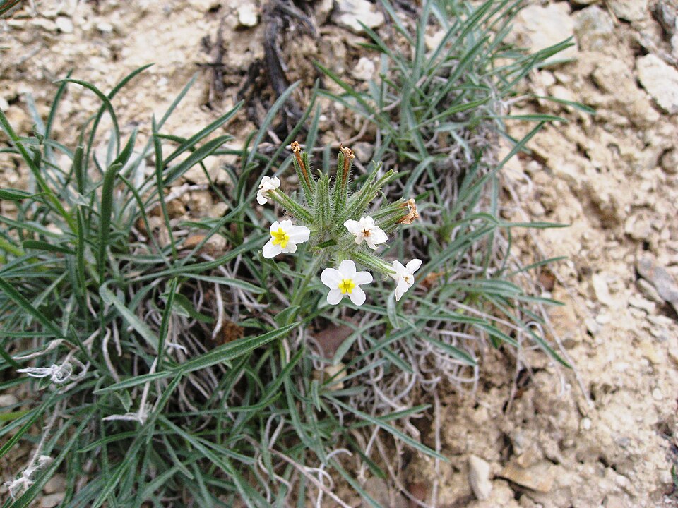 Cryptantha intermedia (Clearwater cryptantha) (alternate view 7)