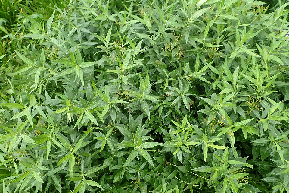 Amsonia × 'Blue Ice' (Blue Ice Bluestar) (alternate view 3)