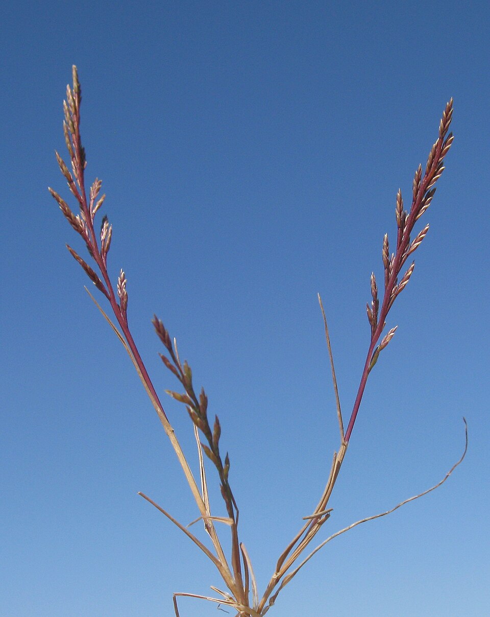 Catapodium rigidum (Fern-grass)