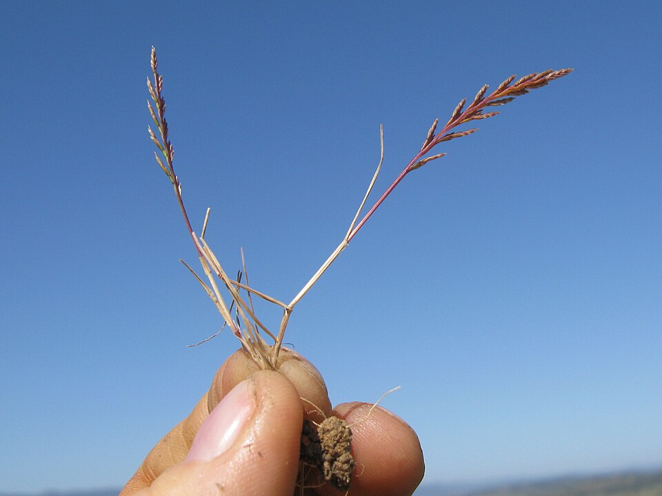 Catapodium rigidum (Fern-grass)